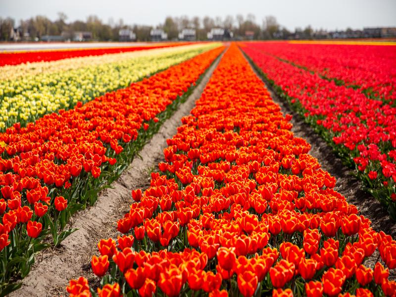 Flower fields around Lisse
